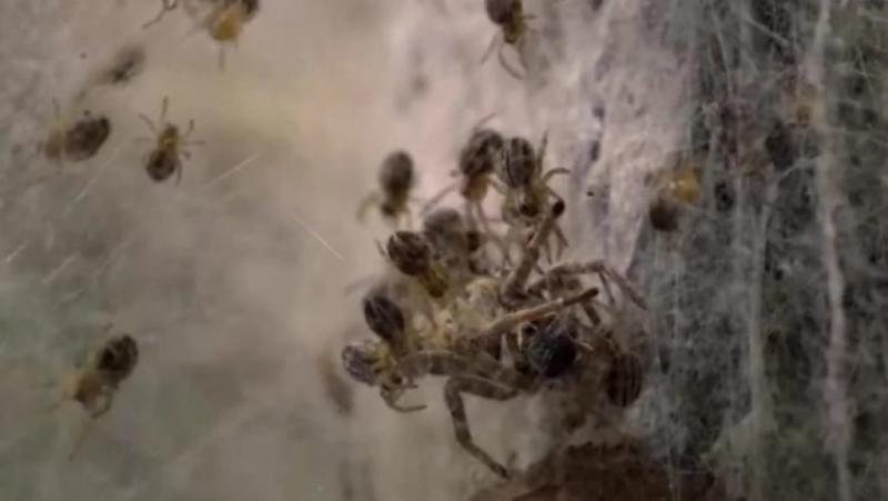 Videón, ahogy a saját gyermekeik falják fel a pókanyát | 24.hu