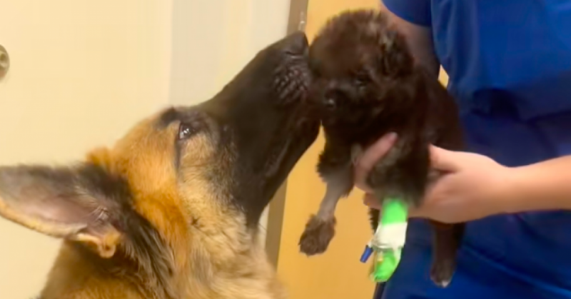 A kiskutya élete nem éppen zökkenőmentesen kezdődik: amikor végre újra találkozik édesanyjával, az a pillanat a tiszta boldogság megtestesítője. - Videó