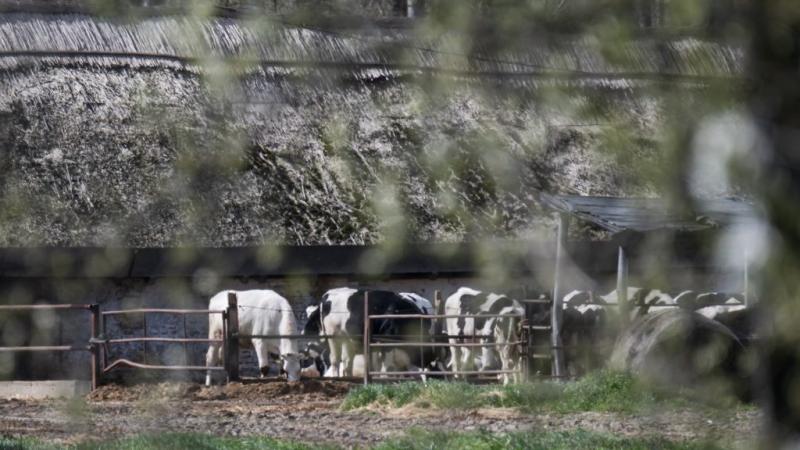 Bábolna mégis hozzájut az egymilliárdos kártalanításhoz, amely a dögtemető ügyével kapcsolatos.